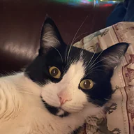 Tuna's photo, the one this portrait was made from